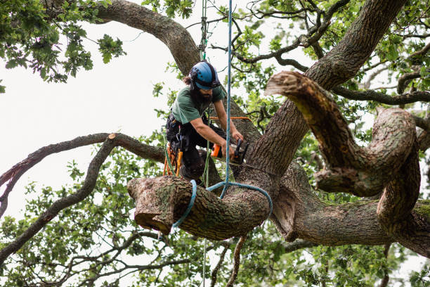 Best Tree Cabling and Bracing  in Palos Hls, IL