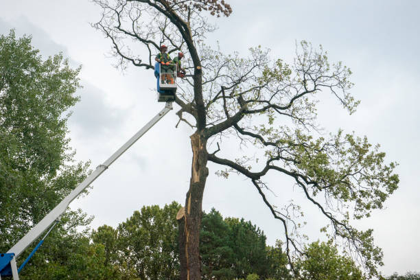 Seasonal Cleanup (Spring/Fall) in Palos Hills, IL