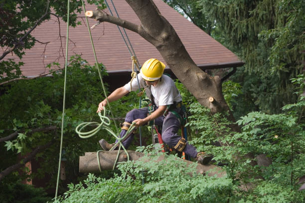 How Our Tree Care Process Works  in  Palos Hills, IL