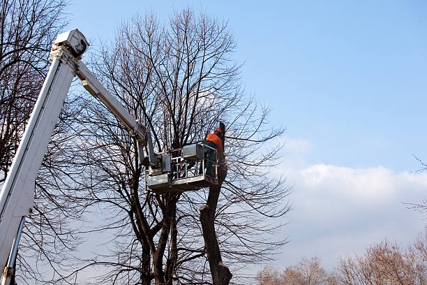 Palos Hills, IL Tree Services Company